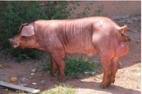 ����˹���