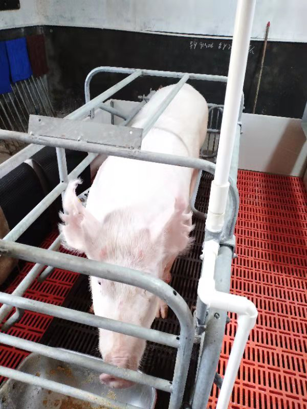 ����ĸ��