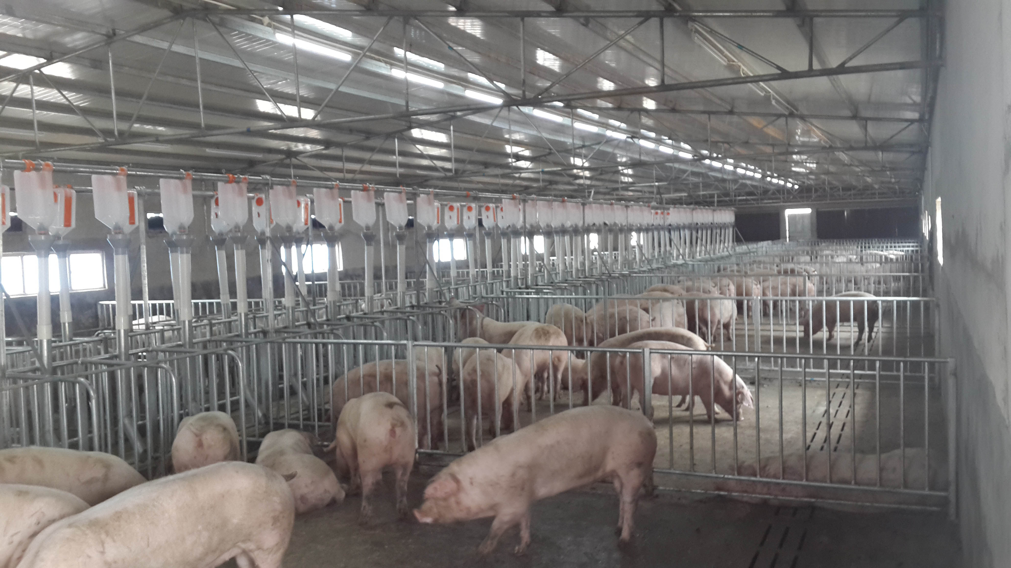 ���ȸֽṹ����