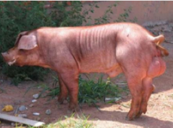 ����˹���