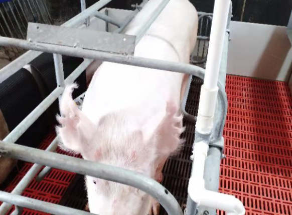 ����ĸ��