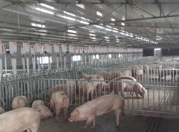 ���ȸֽṹ����