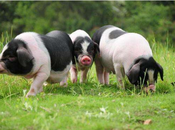 2017���°���������������