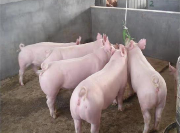 ĸ��������������ʲô���µ�����������������