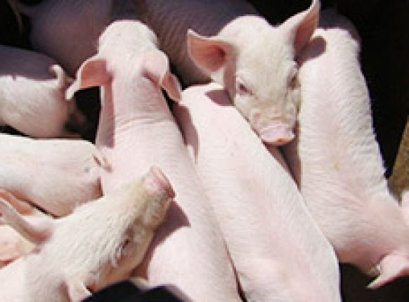 ��Ⱥ�ǿ����������Լ��������